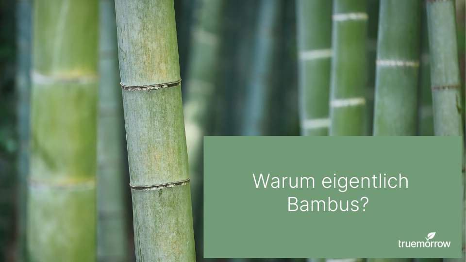 bambus schere Klassisches Rasierset Bambus – green-goose main image 0