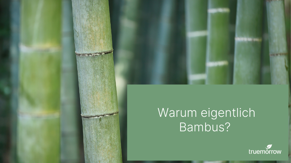 Produkte aus Bambus – Warum eigentlich?